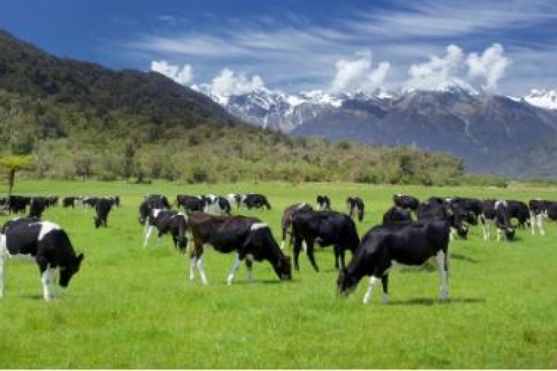 Новая Зеландия. Производство сыра в Новой Зеландии