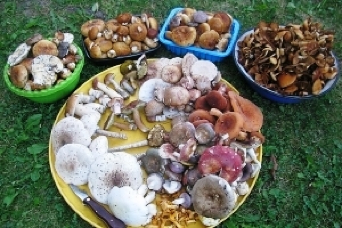 Грибы в духовке. Запекаем боровики, подосиновики, лисички