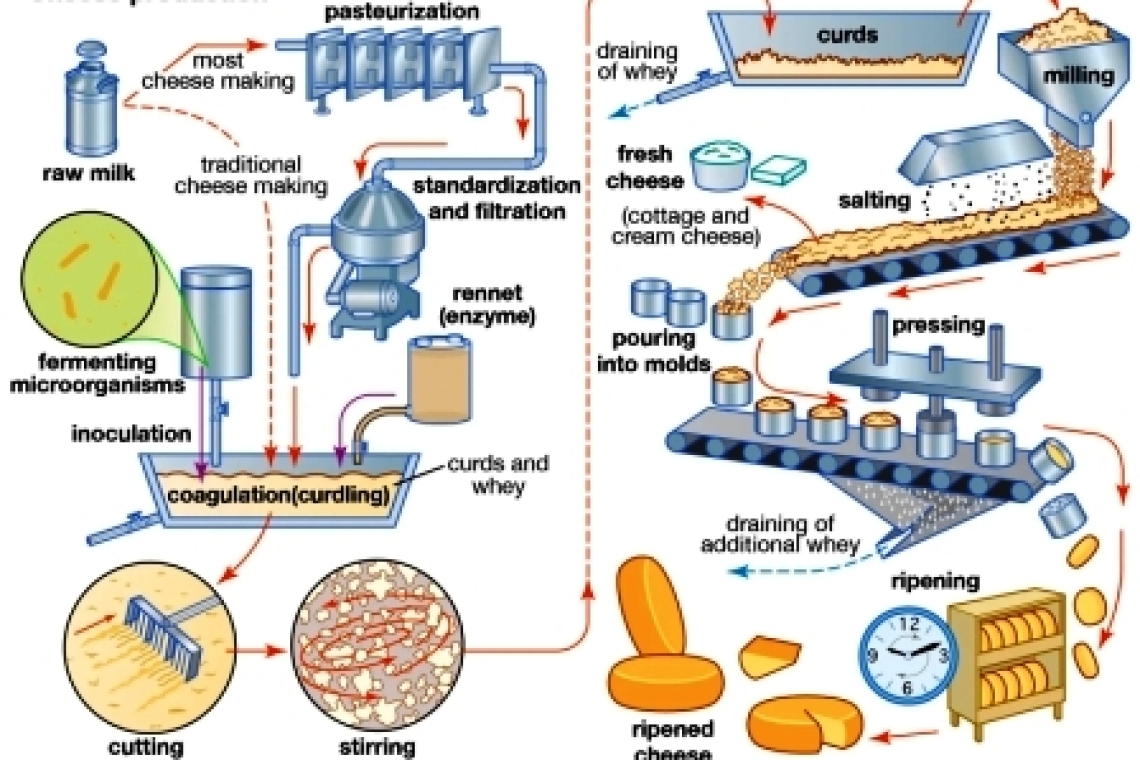 Чеддер. Этапы производства сыра