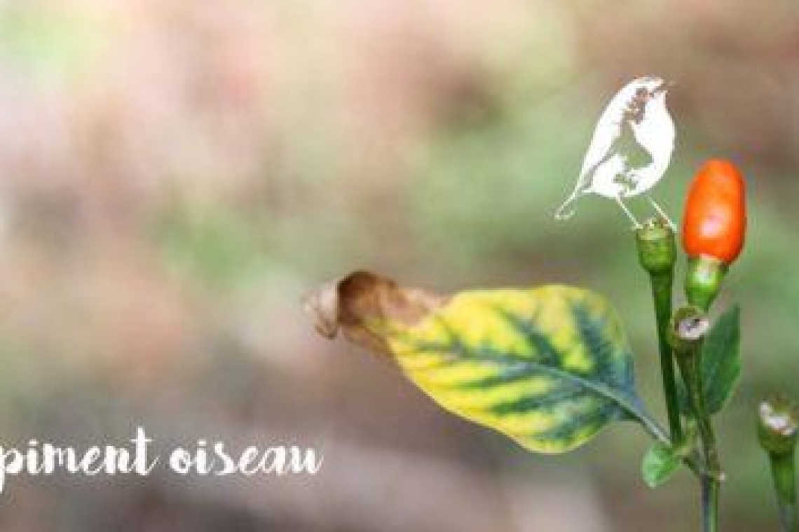 Птичий перец