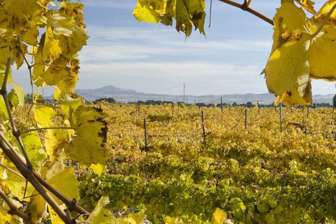 Испания. Аликанте. Совершите путешествие в мир вина