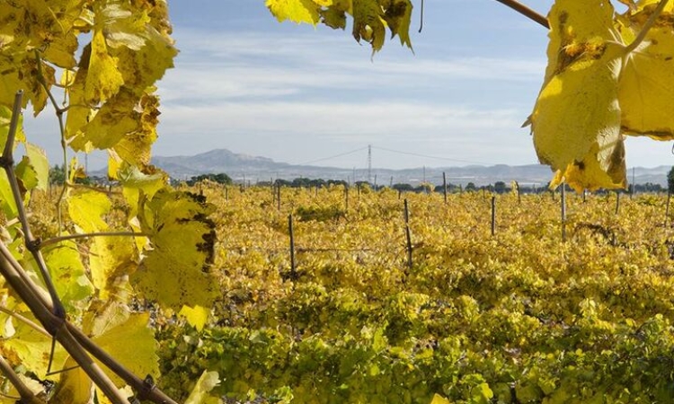 Испания. Аликанте. Совершите путешествие в мир вина