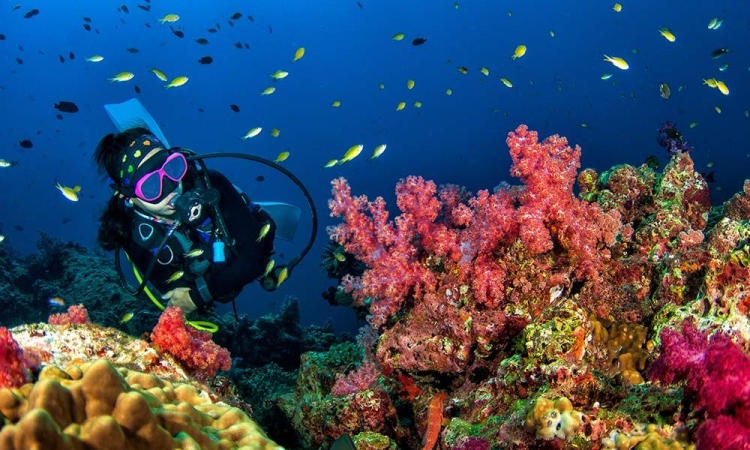 Лучшие места для дайвинга в Египте