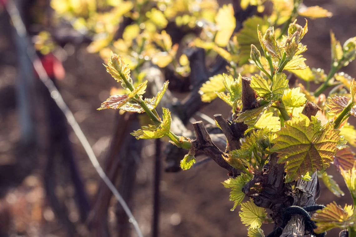 Краснодар. Кубань – сердце российского виноделия