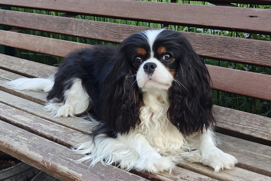 Новая услуга Nordwind: перевозка животного в салоне рядом с вами